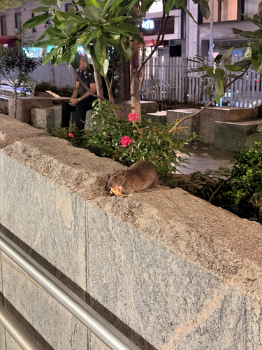 Rat photographed near here on 2026-09-07