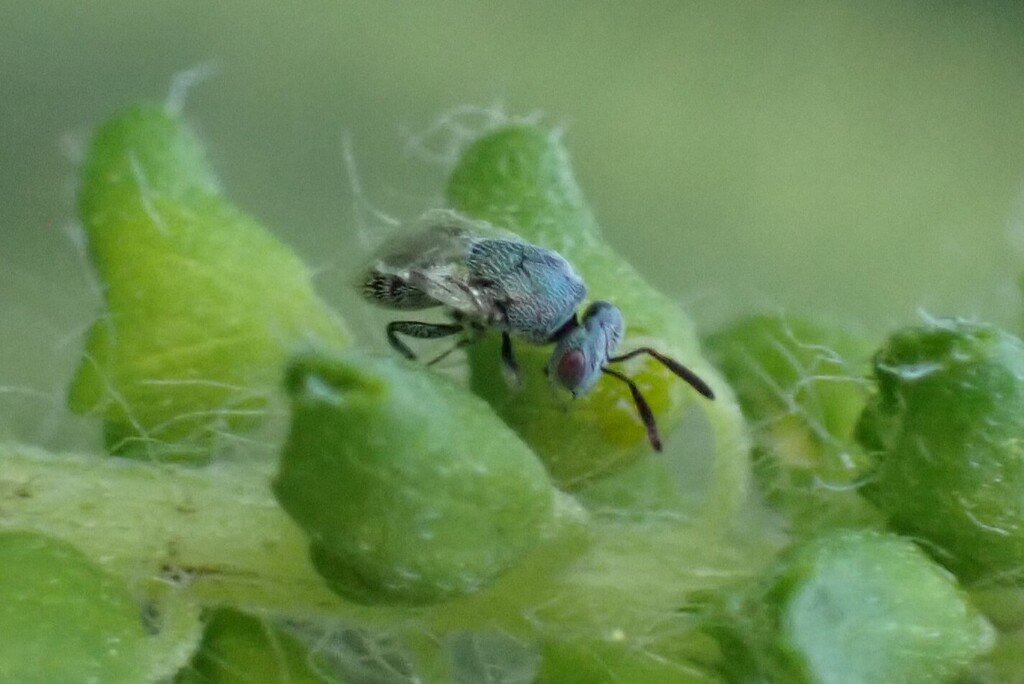 Eutrichosoma mirabile