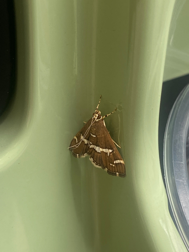 Hawaiian Beet Webworm Moth