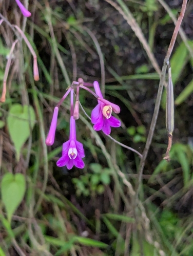 Anthogonium gracile, photograph 5