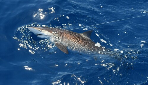Carcharhinus falciformis observed 2026-08-30