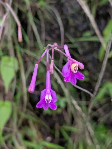 Anthogonium gracile, photograph 6