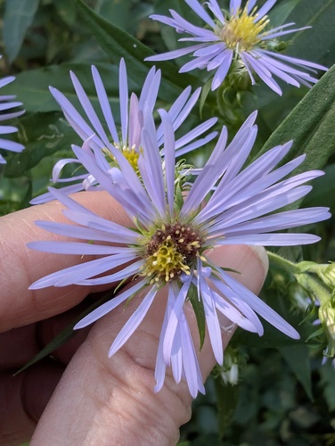 swamp aster
