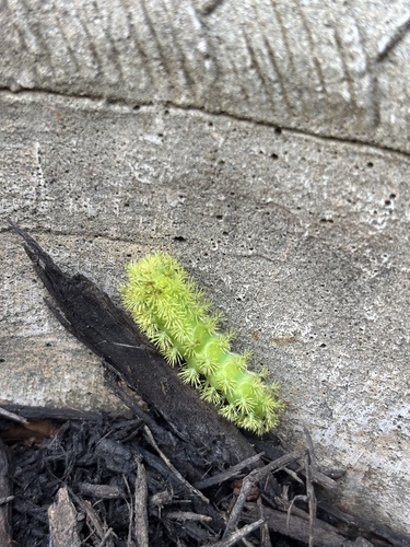 Io Moth