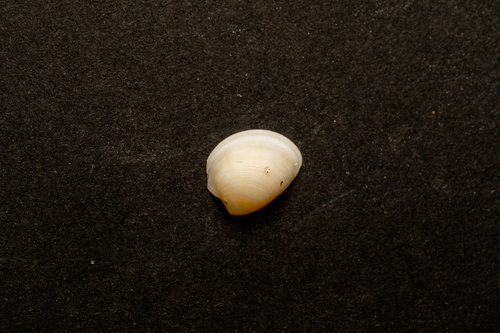 Nucula hartvigiana, 2026-09-08