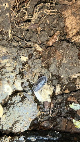 Common Shiny Woodlouse