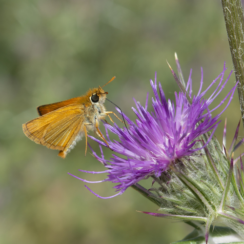 Lulworth Skipper