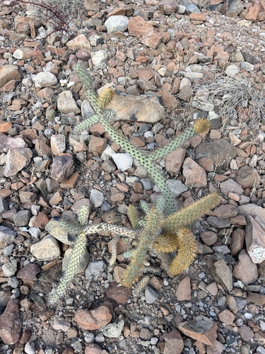 Cylindropuntia alcahes, photograph 4