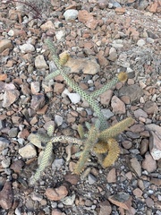 Cylindropuntia alcahes, photograph author not stated, no rights reserved
