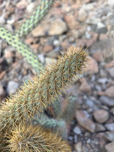 Cylindropuntia alcahes, photograph 5