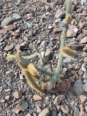 Cylindropuntia alcahes, photograph author not stated, no rights reserved