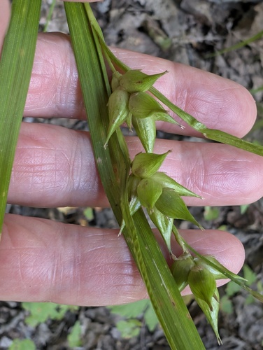 bladder sedge