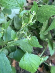 Leidesia procumbens
