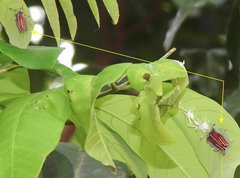 Tessaratoma papillosa