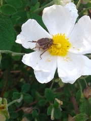 Hoplia