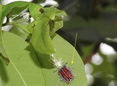 Tessaratoma papillosa