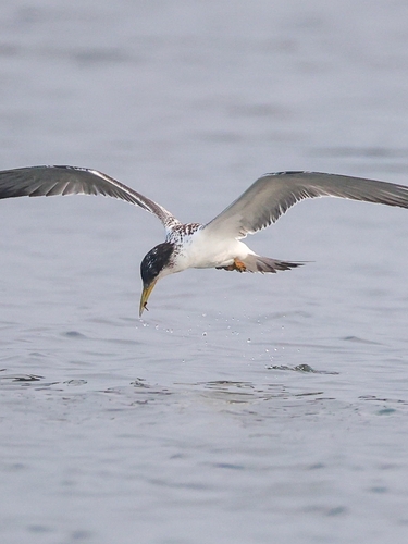 iNaturalist image