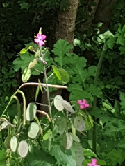 Lunaria annua