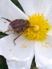 Hoplia