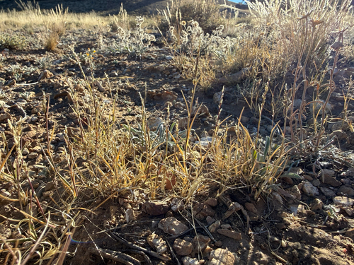 Muhlenbergia richardsonis observed 2026-09-06