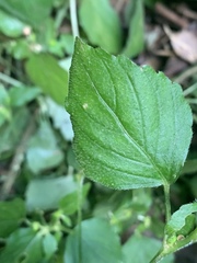 Leidesia procumbens