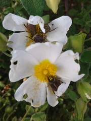 Hoplia
