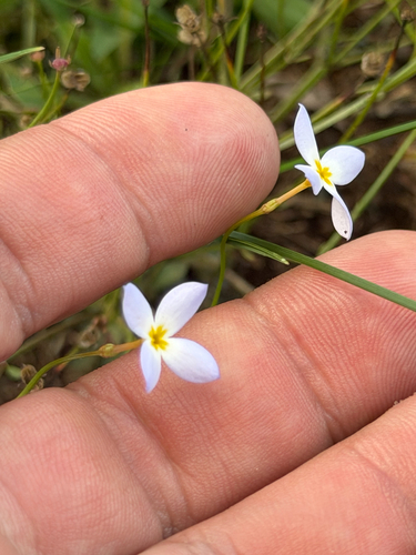 Houstonia caerulea, photograph 4