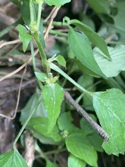 Leidesia procumbens