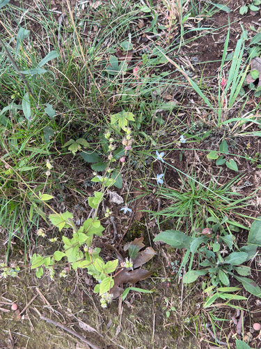 Houstonia caerulea, photograph 5