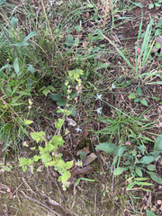 (c) Ian McFaul, some rights reserved (CC BY) Houstonia caerulea, photograph (c) Ian McFaul, some rights reserved (CC BY)