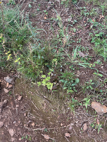 Houstonia caerulea, photograph 6
