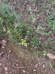Houstonia caerulea, photograph (c) Ian McFaul, some rights reserved (CC BY)