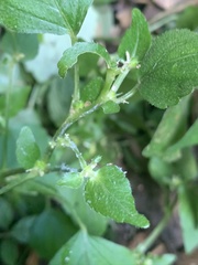 Leidesia procumbens