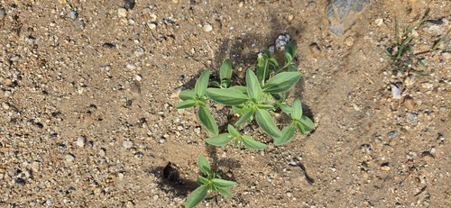 Yuma Silverbush
