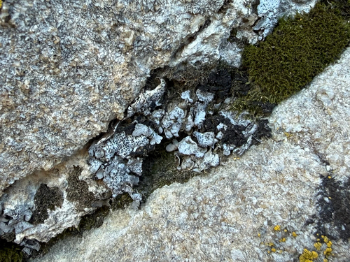 iNaturalist observation photo of Cerebral Fishscale Lichen