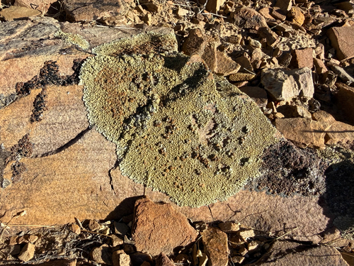 iNaturalist observation photo of Desert Firedot Lichen