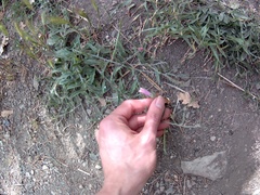 Convolvulus cantabrica