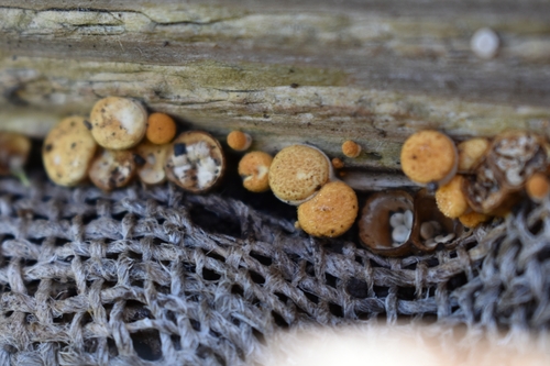 common bird's nest fungus