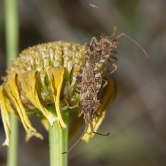 Centrocoris spiniger