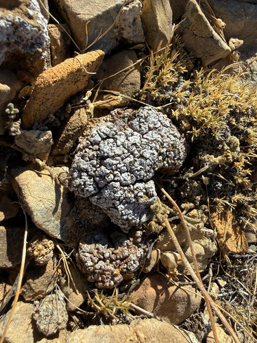 iNaturalist observation photo of Cerebral Fishscale Lichen