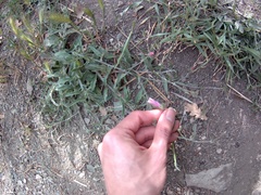 Convolvulus cantabrica