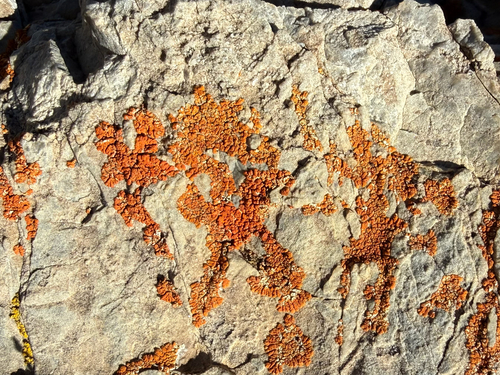 iNaturalist observation photo of Elegant Sunburst Lichen