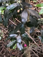 Syzygium australe