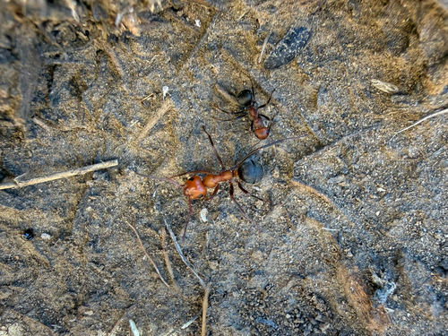 iNaturalist observation photo of Western Thatching Ant