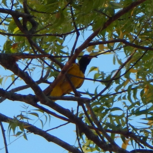 Black-hooded Oriole