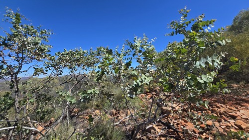 Eucalyptus gamophylla, photograph 6