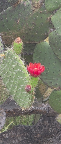 Opuntia pilifera