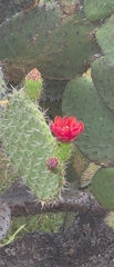 Opuntia pilifera