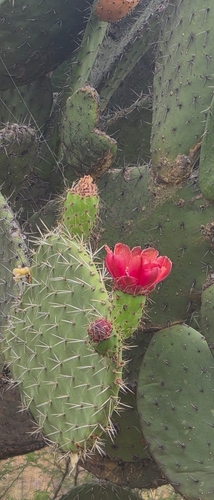 Opuntia pilifera, photograph 2