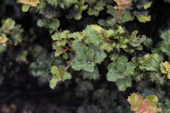 Bhutan oak (Quercus semecarpifolia)